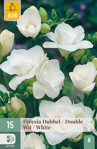 X 15 FREESIA DUBBEL WIT