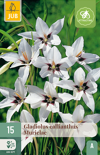 X 15 GLADIOLUS CALLIANTHUS MURIELAE