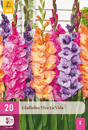 X 20 GLADIOLUS VIVA LA VIDA