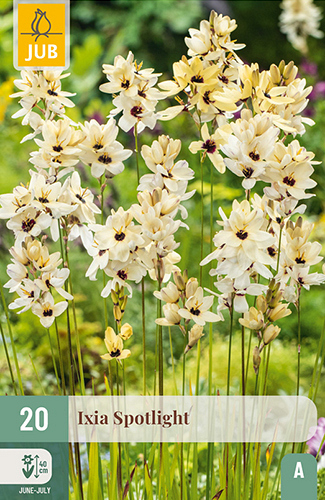 X 20 IXIA SPOTLIGHT