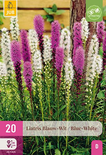 X 20 LIATRIS BLAUW - WIT