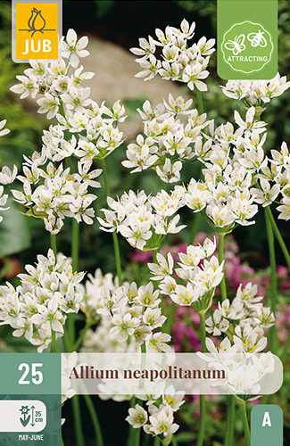 X 25 ALLIUM NEAPOLITANUM