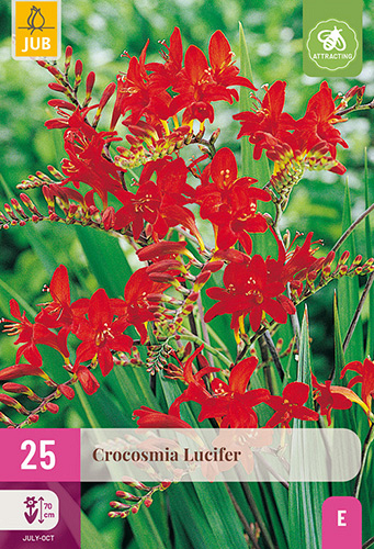 X 25 CROCOSMIA LUCIFER