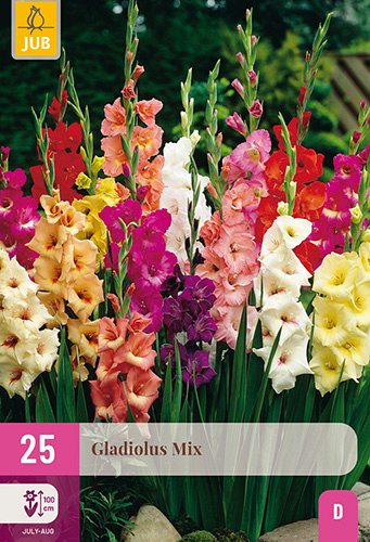 X 25 GLADIOLUS MIX