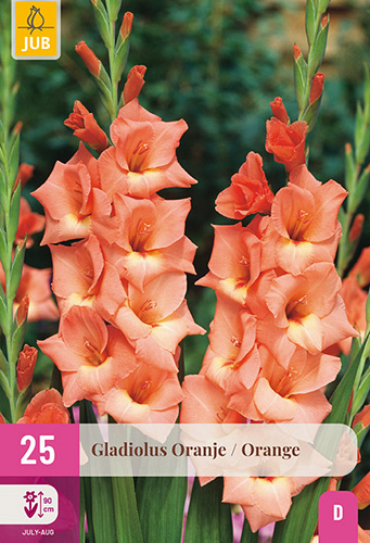 X 25 GLADIOLUS ORANGE