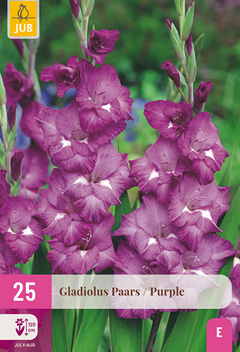 X 25 GLADIOLUS PURPLE