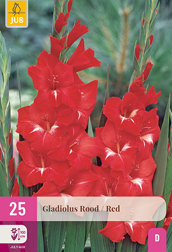 X 25 GLADIOLUS RED
