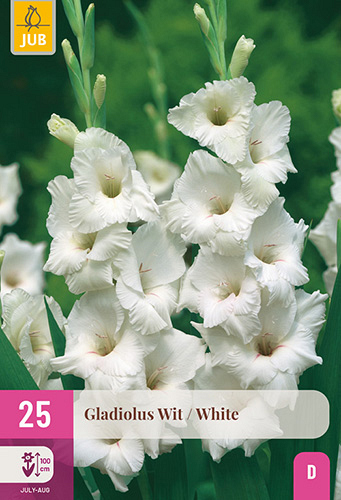 X 25 GLADIOLUS WHITE