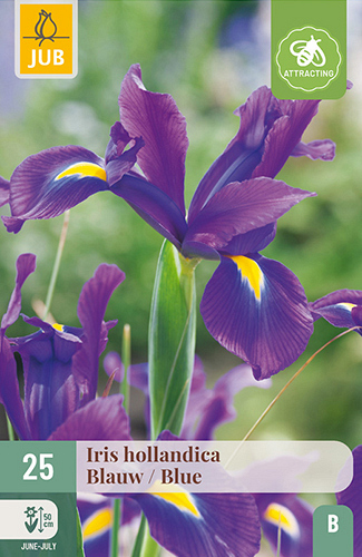 X 25 IRIS HOLLANDICA BLAUW VJ