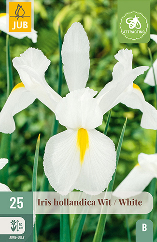 X 25 IRIS HOLLANDICA WIT VJ