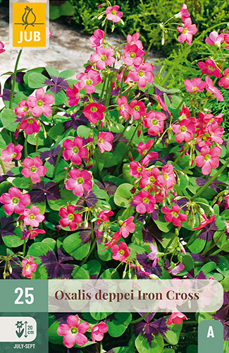 X 25 OXALIS DEPPEI IRON CROSS