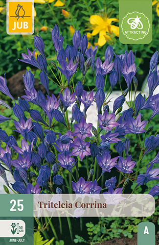 X 25 TRITELEIA CORRINA VJ
