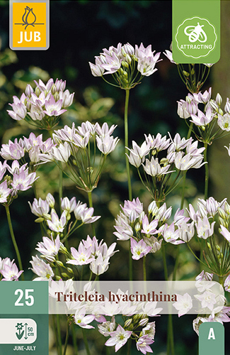 X 25 TRITELEIA HYACINTHINA