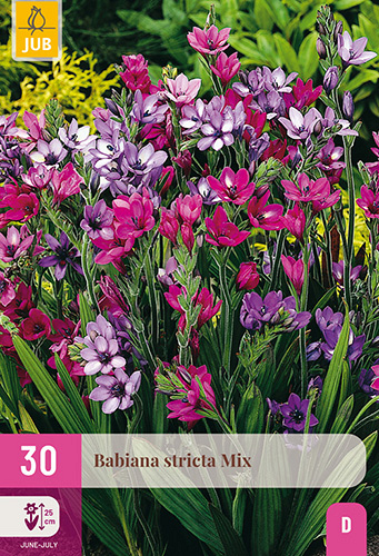 X 30 BABIANA STRICTA MIX