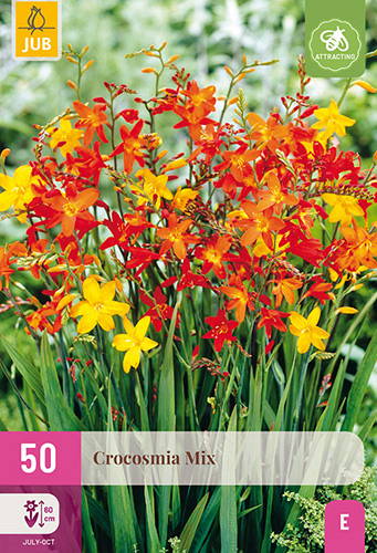 X 50 CROCOSMIA MIX