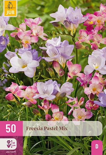X 50 FREESIA PASTEL MIX