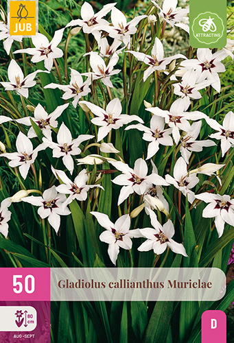 X 50 GLADIOLUS CALLIANTHUS MURIELAE