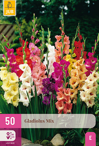 X 50 GLADIOLUS MIX