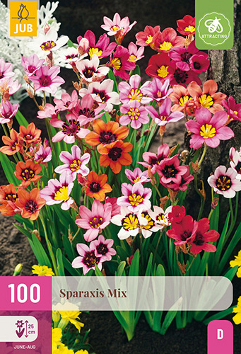X 100 SPARAXIS MIX