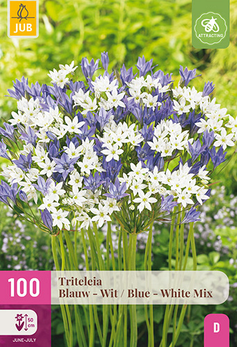 X 100 TRITELEIA BLAUW - WIT MIX