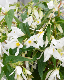 X 10 BEGONIA BOLIVIENSIS SANTA BARBARA
