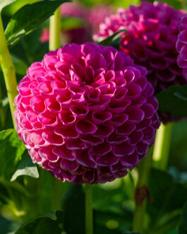 X 10 DAHLIA JOWEY FRAMBO
