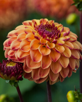 X 10 DAHLIA SUNNY BOY