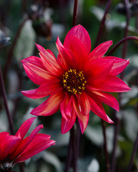 X 10 DAHLIA WALTZING MATHILDA