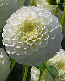 X 10 DAHLIA WHITE ASTER