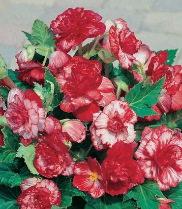 X 25 BEGONIA MARMORATA