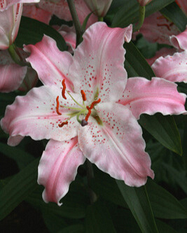 X 50 LILIUM VIRTUOSO