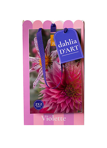 X 1 TAS DAHLIA D'ART 4 DAHLIA VIOLETTE