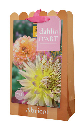 X 1 TAS DAHLIA D'ART 4 DAHLIA ABRICOT