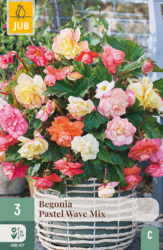 X 3 BEGONIA PASTEL WAVE MIX