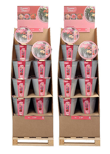 EUROPALLET 48 EMMERS 3 DAHLIA SUMMER BLOOM