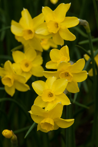 X 100 NARCISSUS SABROSA