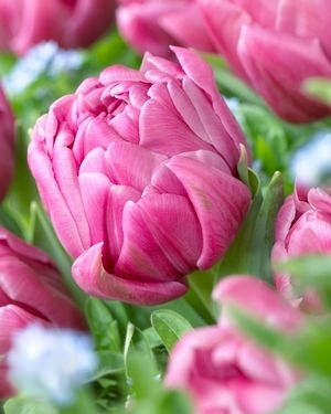 X 100 TULIPA DOUBLE YOU