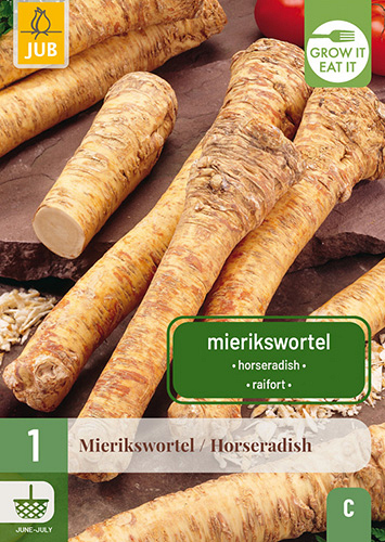 X 1 ARMORACIA RUSTICANA / MIERIKSWORTEL