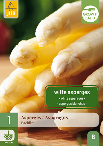 X 1 ASPARAGUS / ASPERGES BACKLIM