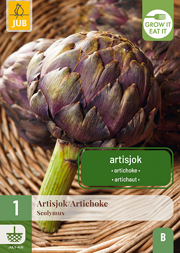 X 1 CYNARA SCOLYMUS