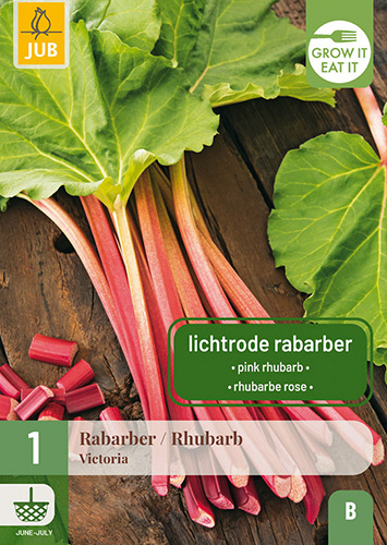 X 1 RHEUM / RABARBER VICTORIA