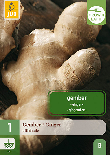 X 1 ZINGIBER / GEMBER OFFICINALE