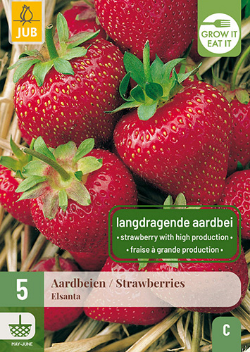 X 5 FRAGARIA / AARDBEIEN ELSANTA
