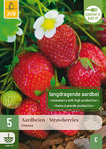 X 5 FRAGARIA / AARDBEIEN OSTARA