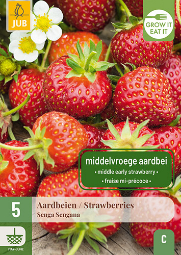 X 5 FRAGARIA / AARDBEIEN SENGA SENGANA