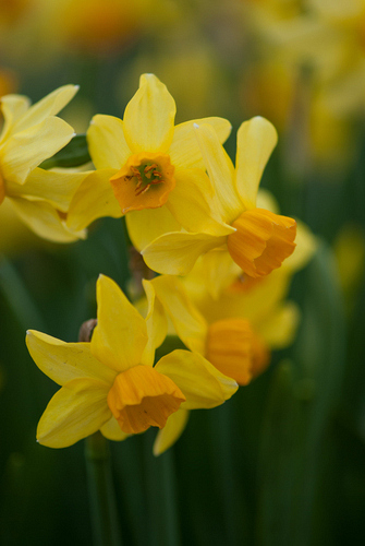 X 100 NARCISSUS BITTERN