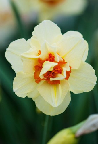 X 100 NARCISSUS DOUBLE FASHION