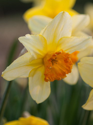 X 100 NARCISSUS JUANITA