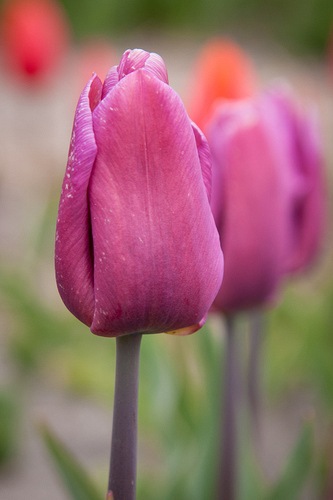X 100 TULIPA COPEX
