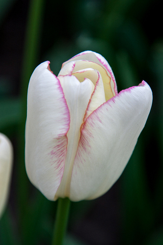X 100 TULIPA GRACELAND